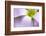 broadleaf woodsorrel in flower, mexico-claudio contreras-Framed Photographic Print