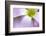 broadleaf woodsorrel in flower, mexico-claudio contreras-Framed Photographic Print