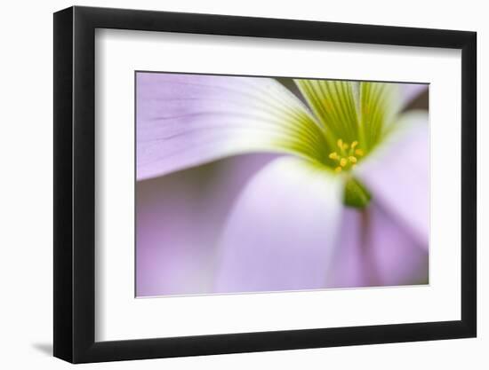 broadleaf woodsorrel in flower, mexico-claudio contreras-Framed Photographic Print