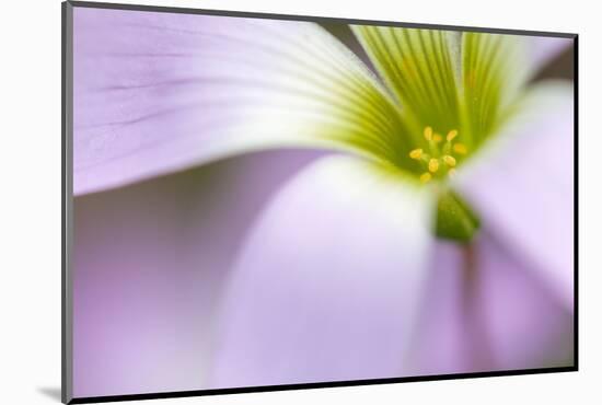 broadleaf woodsorrel in flower, mexico-claudio contreras-Mounted Photographic Print