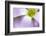 broadleaf woodsorrel in flower, mexico-claudio contreras-Framed Photographic Print