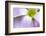 broadleaf woodsorrel in flower, mexico-claudio contreras-Framed Photographic Print