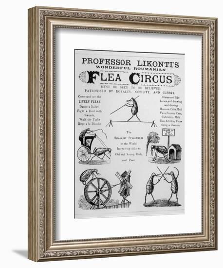 Broadsheet Advertising Professor Likonti's Romanian Flea Circus During Visit to London-null-Framed Photographic Print