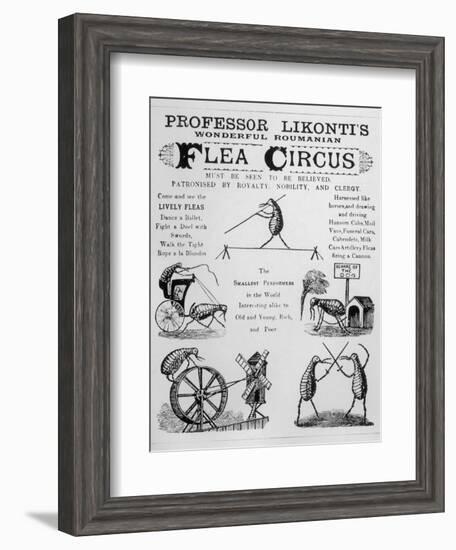 Broadsheet Advertising Professor Likonti's Romanian Flea Circus During Visit to London-null-Framed Photographic Print