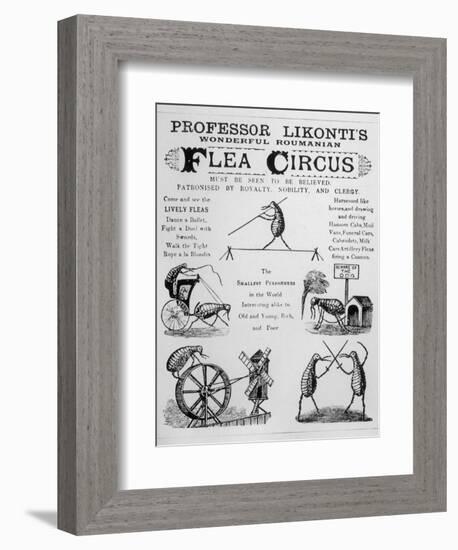 Broadsheet Advertising Professor Likonti's Romanian Flea Circus During Visit to London-null-Framed Photographic Print