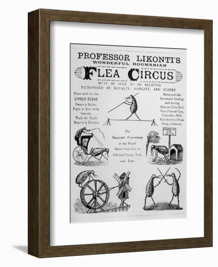 Broadsheet Advertising Professor Likonti's Romanian Flea Circus During Visit to London-null-Framed Photographic Print