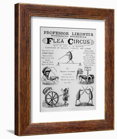 Broadsheet Advertising Professor Likonti's Romanian Flea Circus During Visit to London-null-Framed Photographic Print