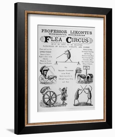 Broadsheet Advertising Professor Likonti's Romanian Flea Circus During Visit to London-null-Framed Photographic Print