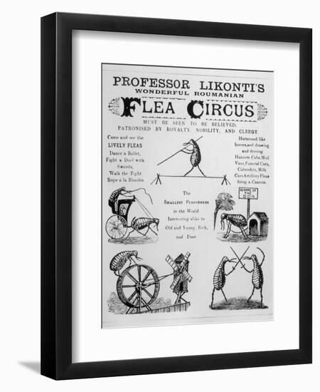 Broadsheet Advertising Professor Likonti's Romanian Flea Circus During Visit to London-null-Framed Photographic Print