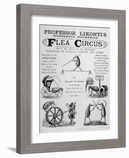 Broadsheet Advertising Professor Likonti's Romanian Flea Circus During Visit to London-null-Framed Photographic Print