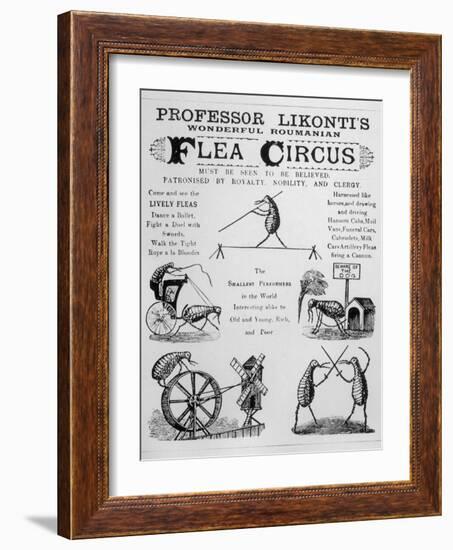 Broadsheet Advertising Professor Likonti's Romanian Flea Circus During Visit to London-null-Framed Photographic Print