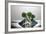 Broccoli FreshSplash-Steve Gadomski-Framed Photographic Print