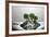 Broccoli FreshSplash-Steve Gadomski-Framed Photographic Print