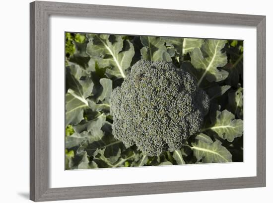 Broccoli Growing in the Garden-David Wall-Framed Photographic Print