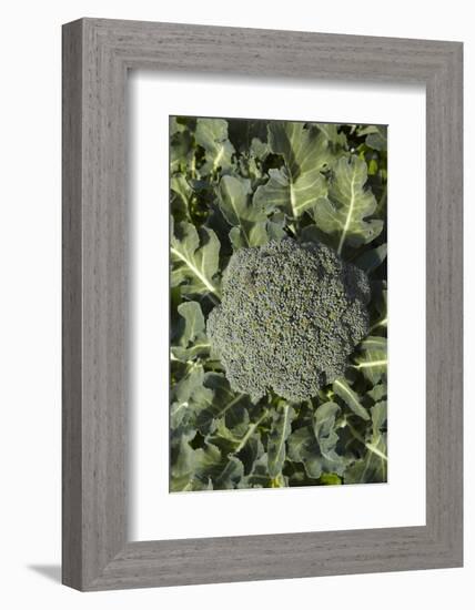 Broccoli Growing in the Garden-David Wall-Framed Photographic Print