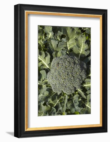 Broccoli Growing in the Garden-David Wall-Framed Photographic Print