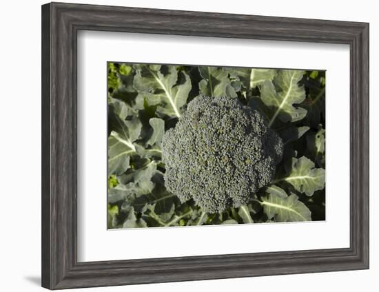 Broccoli Growing in the Garden-David Wall-Framed Photographic Print