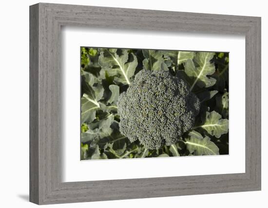 Broccoli Growing in the Garden-David Wall-Framed Photographic Print