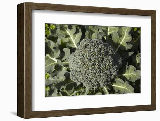 Broccoli Growing in the Garden-David Wall-Framed Photographic Print