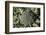 Broccoli Growing in the Garden-David Wall-Framed Photographic Print