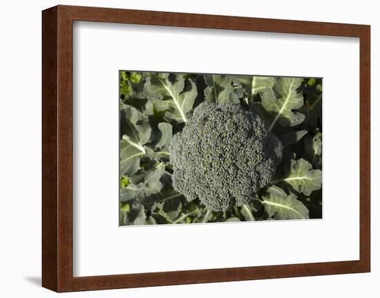 Broccoli Growing in the Garden-David Wall-Framed Photographic Print