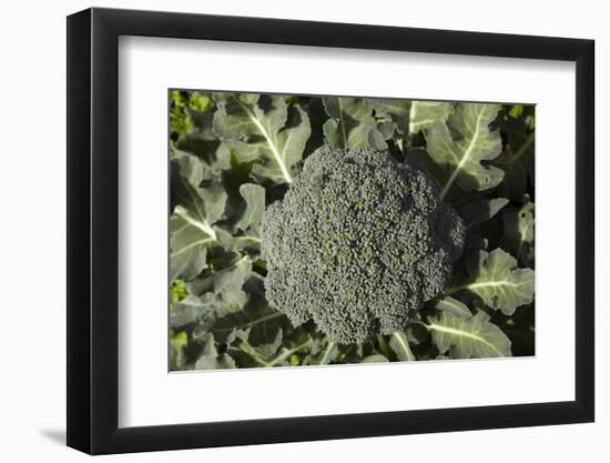 Broccoli Growing in the Garden-David Wall-Framed Photographic Print