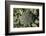 Broccoli Growing in the Garden-David Wall-Framed Photographic Print