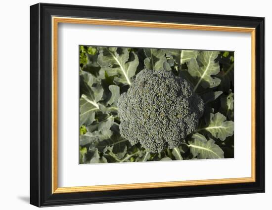 Broccoli Growing in the Garden-David Wall-Framed Photographic Print