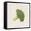 Broccoli-Sheldon Lewis-Framed Stretched Canvas