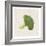 Broccoli-Sheldon Lewis-Framed Art Print