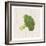 Broccoli-Sheldon Lewis-Framed Art Print