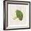 Broccoli-Sheldon Lewis-Framed Art Print