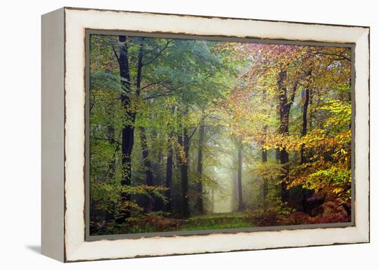 Brocéliande colored forest-Philippe Manguin-Framed Premier Image Canvas