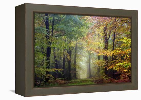 Brocéliande colored forest-Philippe Manguin-Framed Premier Image Canvas