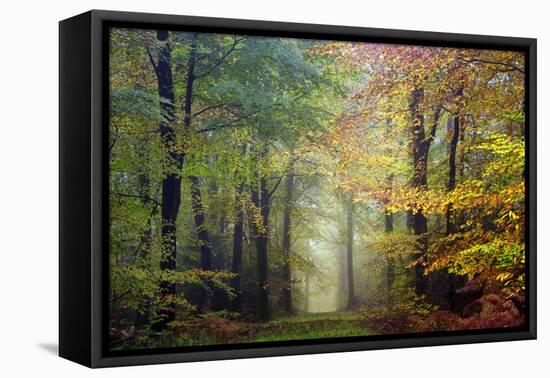 Brocéliande colored forest-Philippe Manguin-Framed Premier Image Canvas