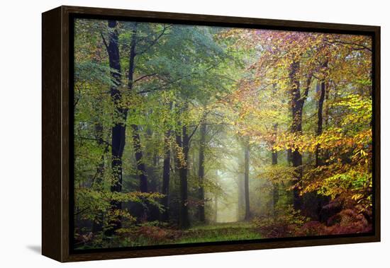 Brocéliande colored forest-Philippe Manguin-Framed Premier Image Canvas