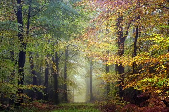 'Brocéliande colored forest' Photographic Print - Philippe Manguin ...