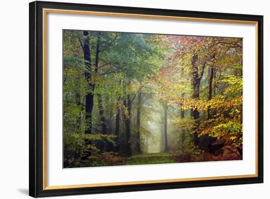 Brocéliande colored forest-Philippe Manguin-Framed Photographic Print