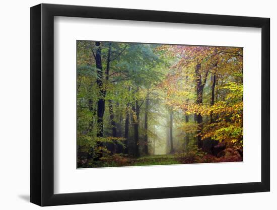 Brocéliande colored forest-Philippe Manguin-Framed Photographic Print