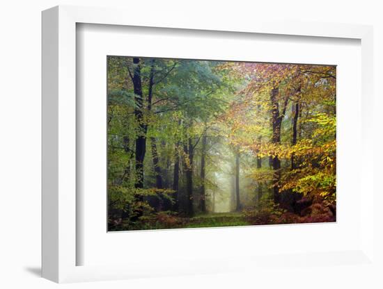 Brocéliande colored forest-Philippe Manguin-Framed Photographic Print