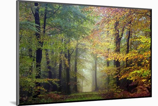 Brocéliande colored forest-Philippe Manguin-Mounted Photographic Print