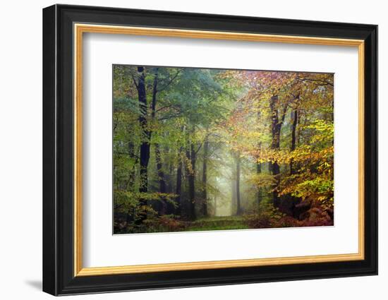 Brocéliande colored forest-Philippe Manguin-Framed Photographic Print