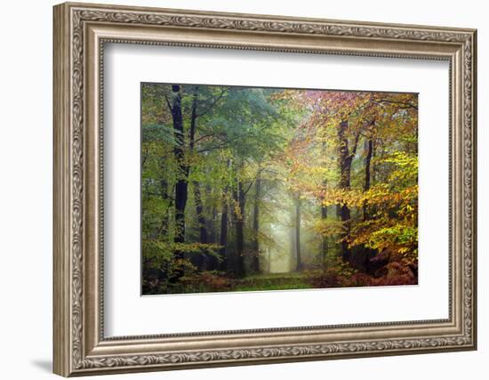 Brocéliande colored forest-Philippe Manguin-Framed Premium Photographic Print