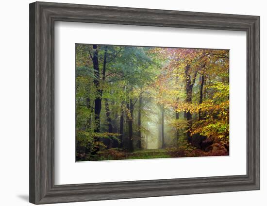 Brocéliande colored forest-Philippe Manguin-Framed Premium Photographic Print