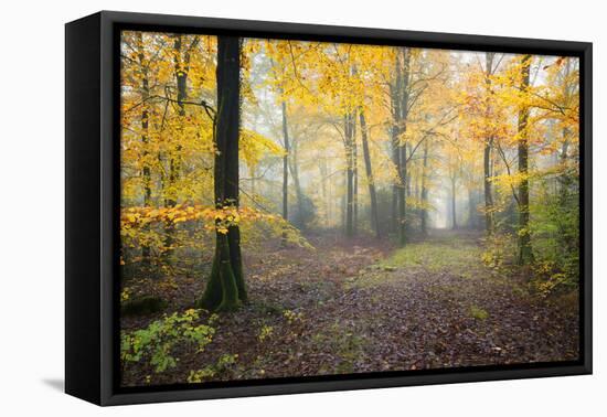 Broceliande Forest Fall-Philippe Manguin-Framed Premier Image Canvas