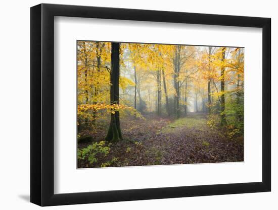 Broceliande Forest Fall-Philippe Manguin-Framed Photographic Print