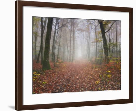 Broceliande Forest-Philippe Manguin-Framed Photographic Print