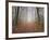 Broceliande Forest-Philippe Manguin-Framed Photographic Print