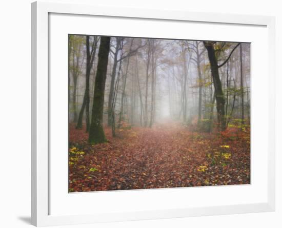 Broceliande Forest-Philippe Manguin-Framed Photographic Print