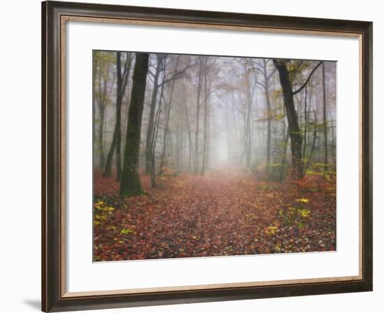 Broceliande Forest-Philippe Manguin-Framed Photographic Print